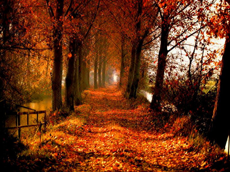 Autumn Path with Leaves — Orange, Serene, Photograph, Trees, River