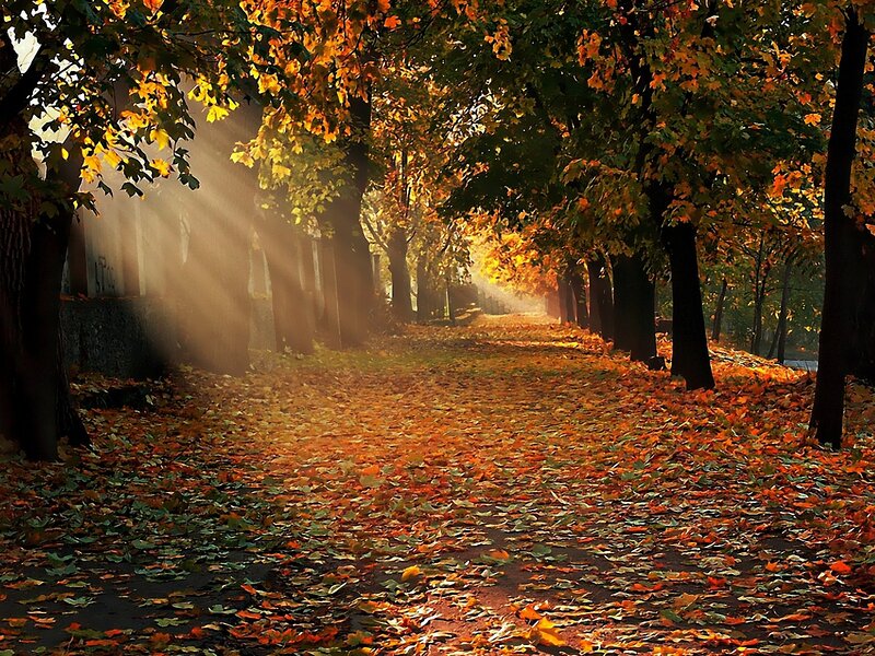 Autumn Path with Leaves — Orange, Serene, Photograph, Trees