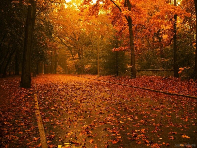 Autumn Path with Leaves — Orange, Serene