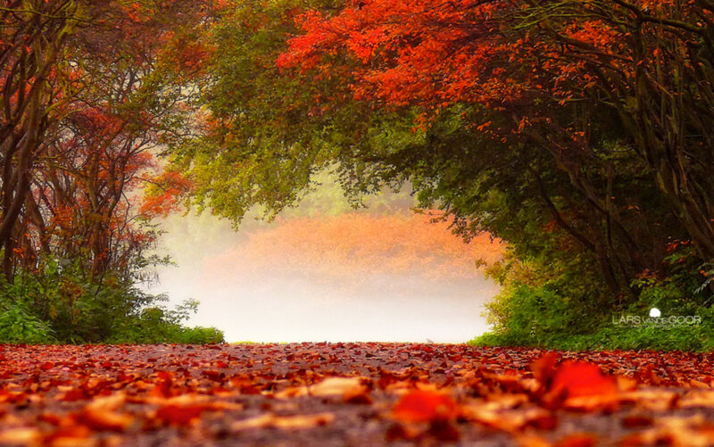 Autumn Path with Leaves — Red, Serene, Photograph