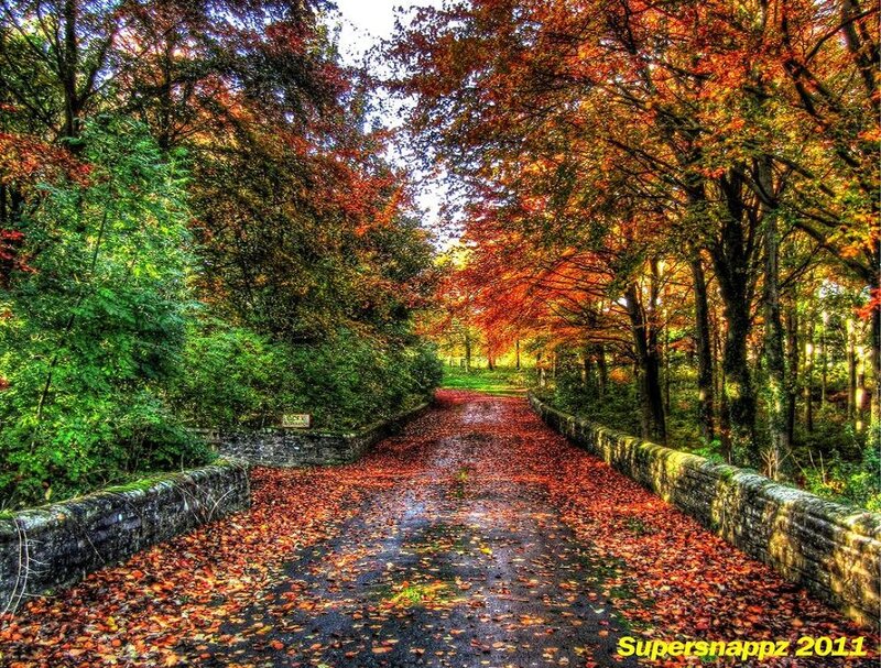 Autumn Path with Leaves — Red