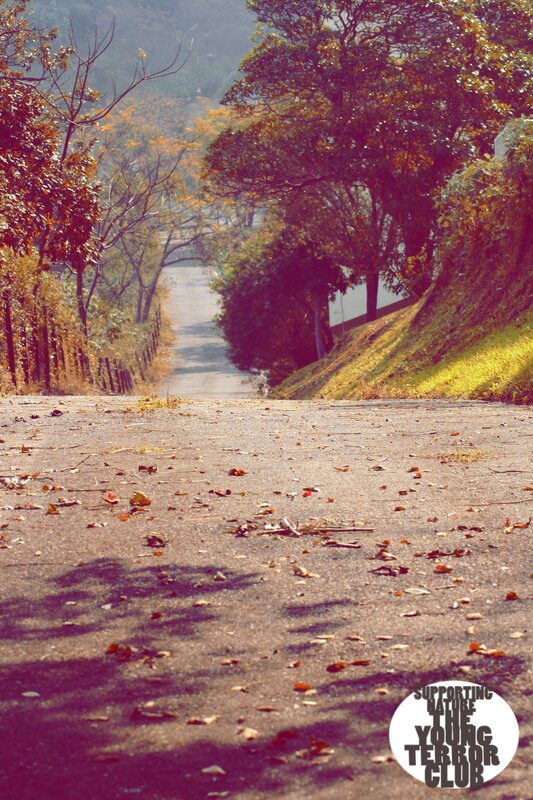 Autumn path with leaves