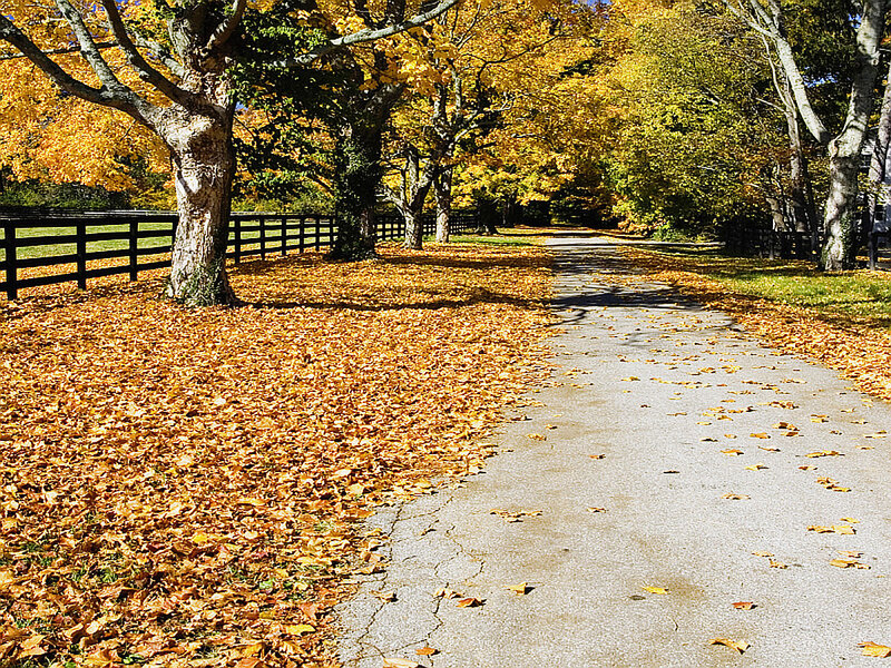 Autumn Path with Leaves — Yellow, Serene, Photograph