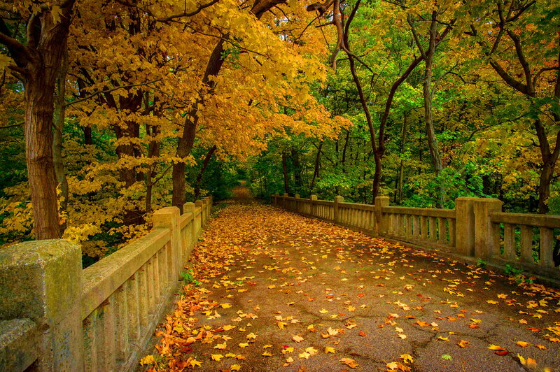 Autumn Path with Leaves — Yellow, Serene, Photograph, Trees, Bridge