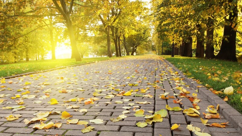 Autumn Path with Leaves — Yellow, Serene, Photograph, Trees, Sunlight
