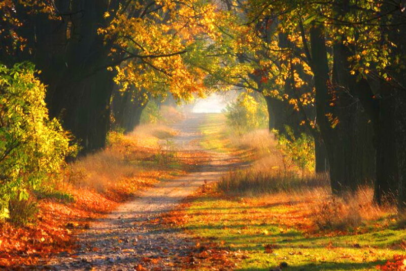 Autumn Path with Leaves — Yellow, Serene, Photograph, Trees