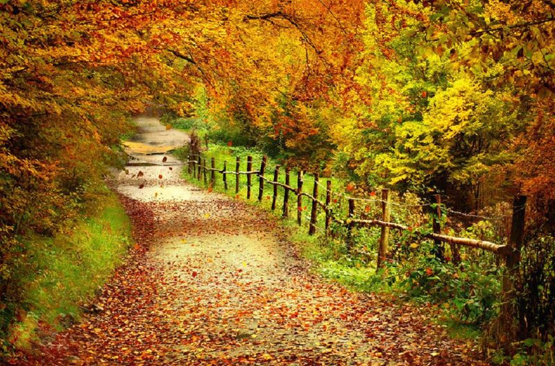 Autumn Path with Leaves — Yellow, Serene