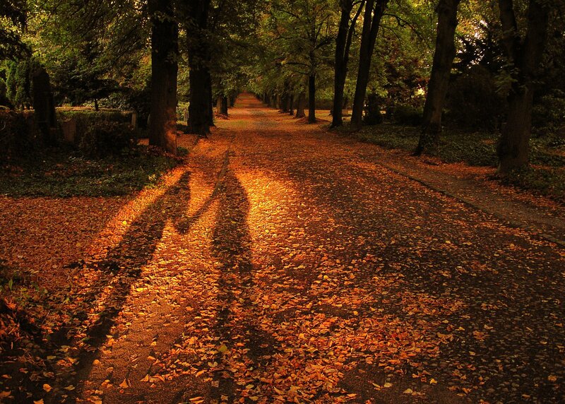 Autumn path with long shadows