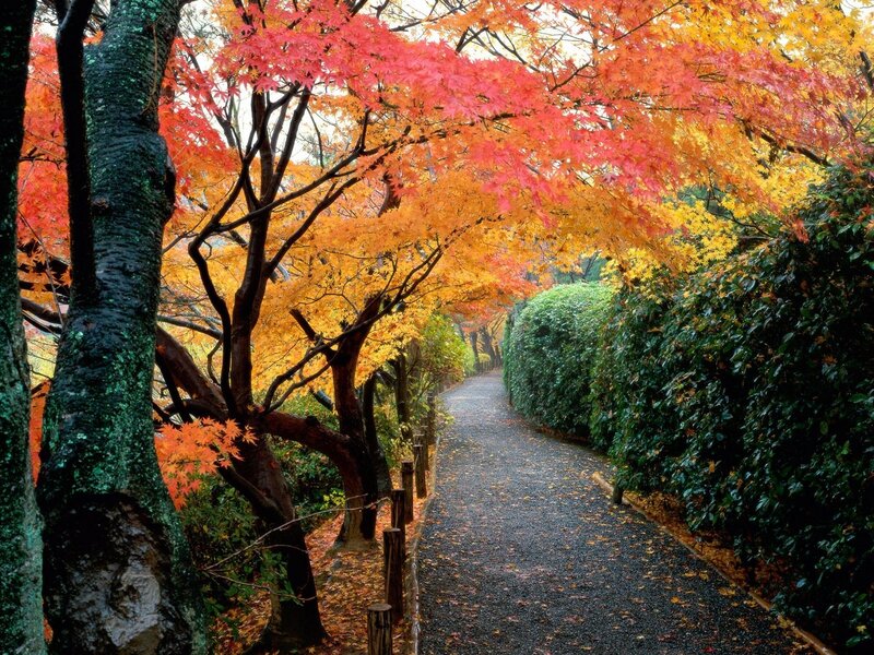 Autumn Path with Maple Trees — Red