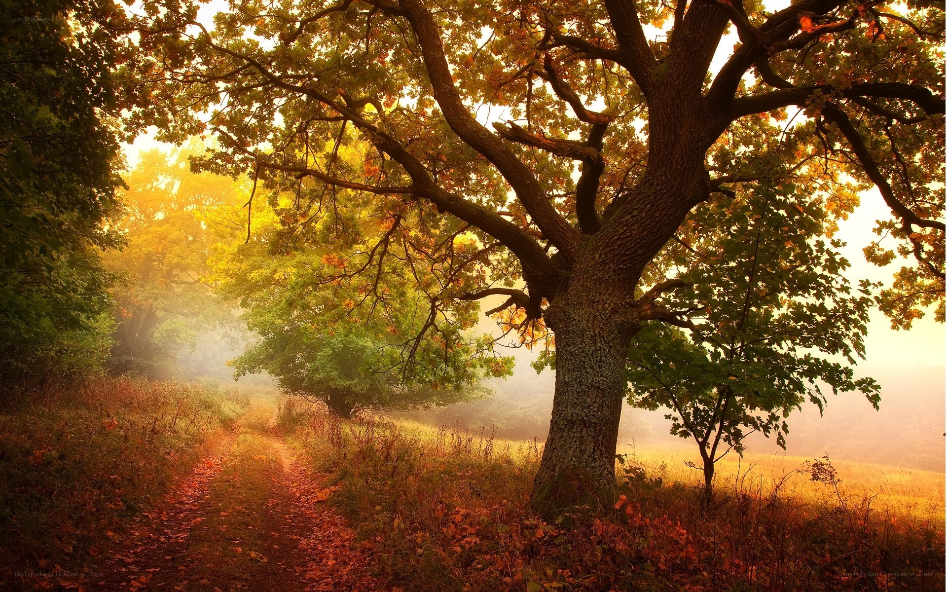 Autumn path with misty oak