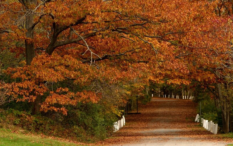 Autumn path with orange leaves
