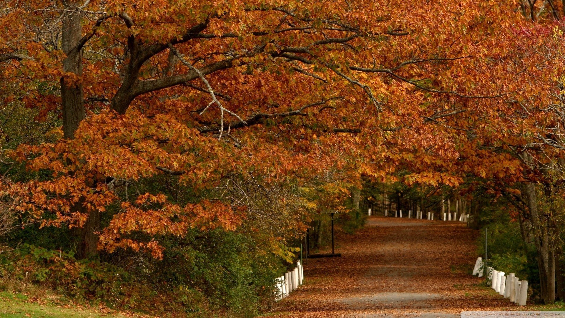 Autumn path with orange leaves