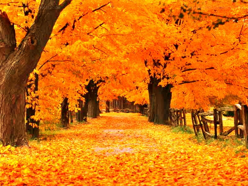 Autumn path with orange leaves