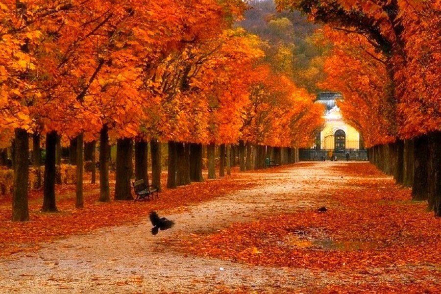 Autumn path with orange leaves