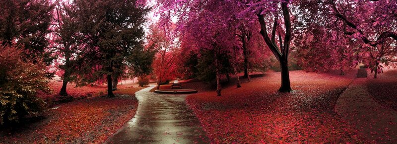 Autumn path with purple trees