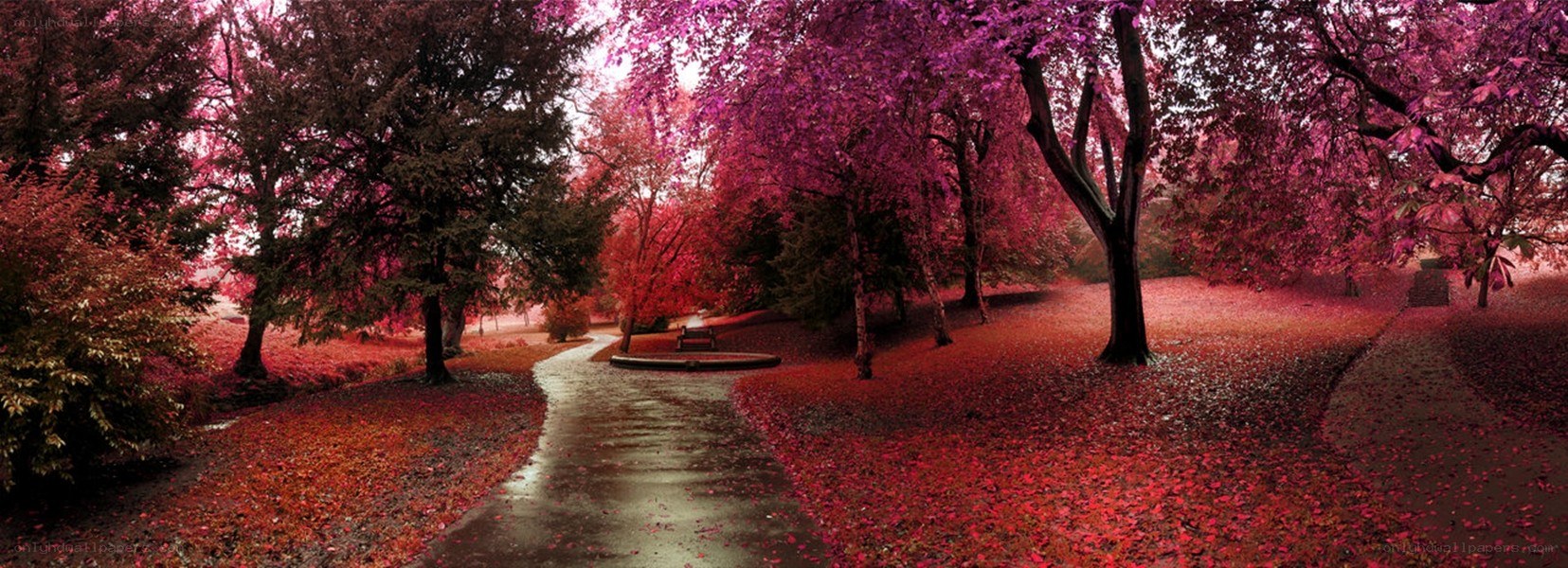 Autumn path with purple trees