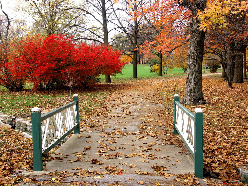 Autumn path with red bush