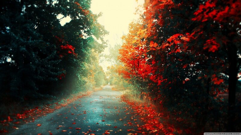 Autumn path with red leaves