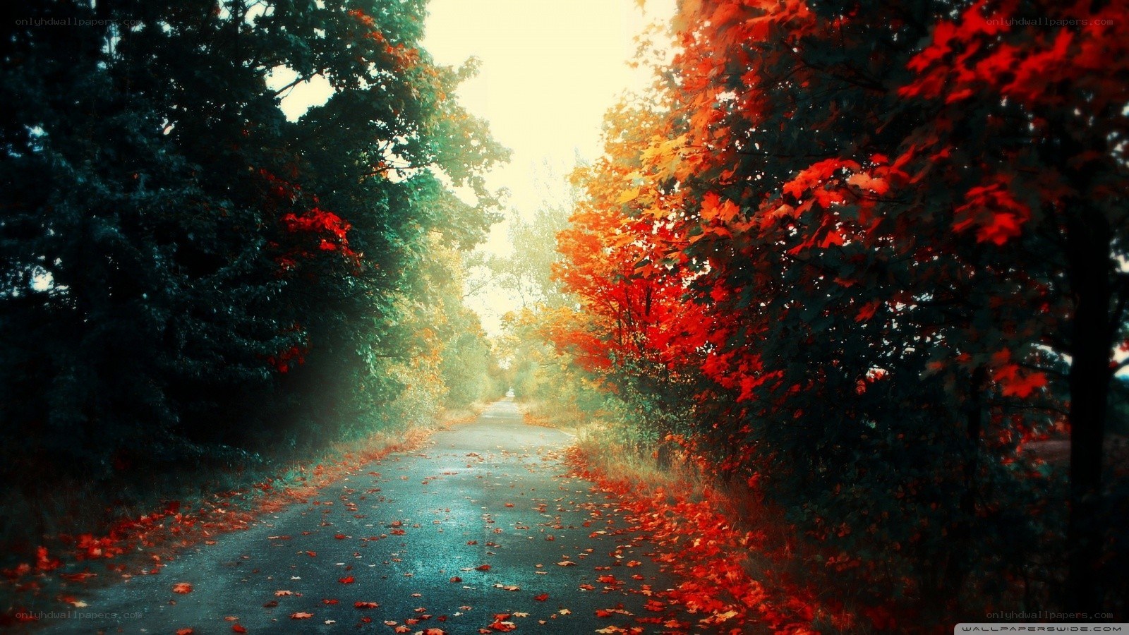 Autumn path with red leaves