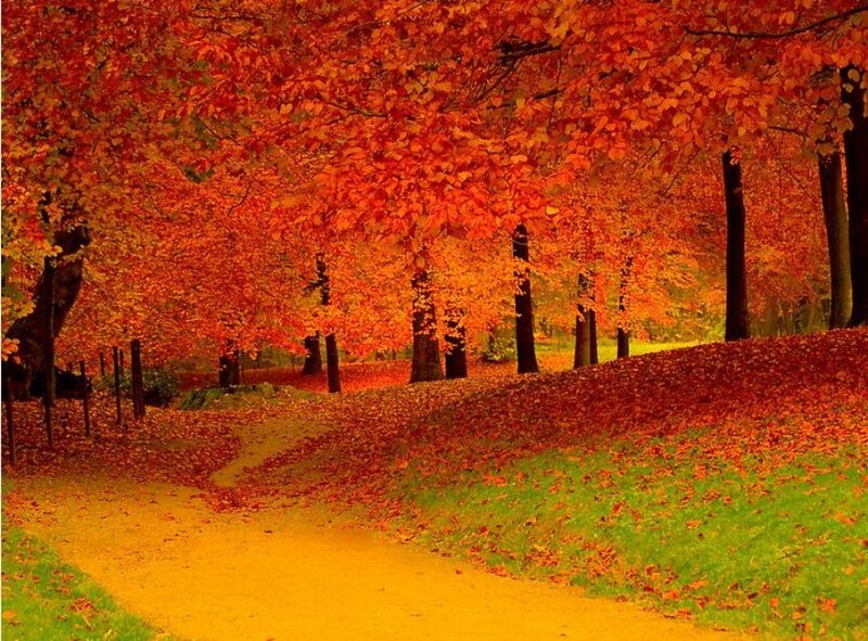 Autumn path with red leaves