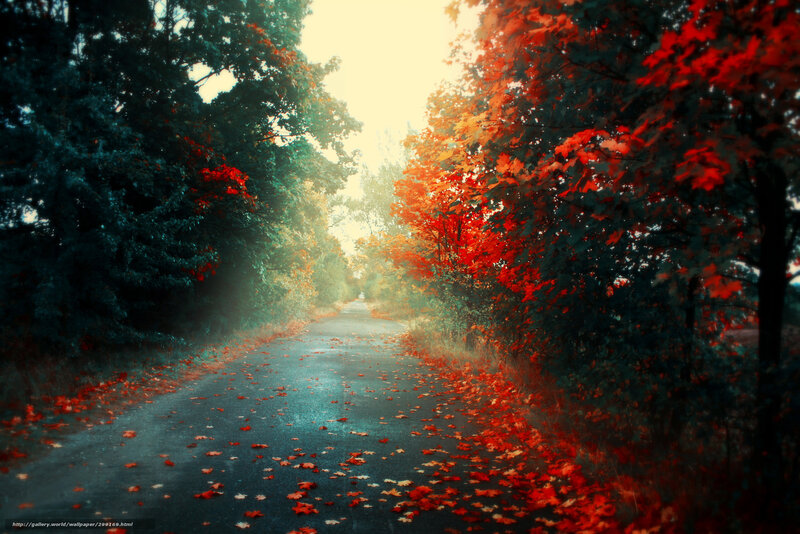 Autumn path with red leaves