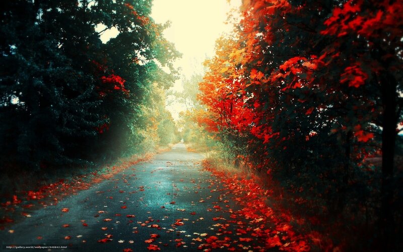 Autumn path with red leaves