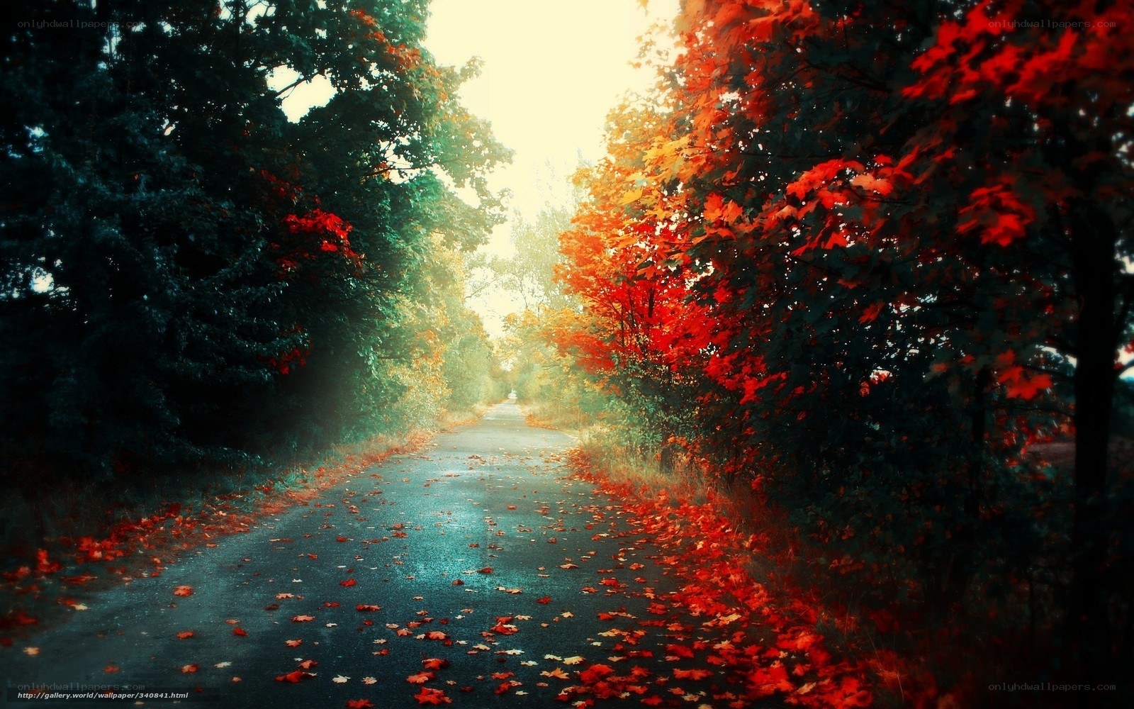 Autumn path with red leaves
