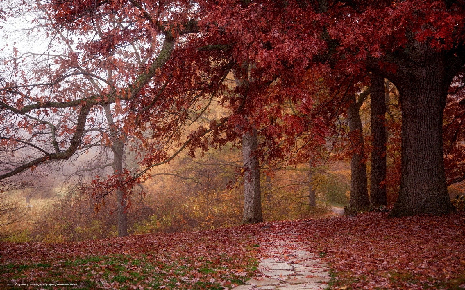 Autumn path with red leaves