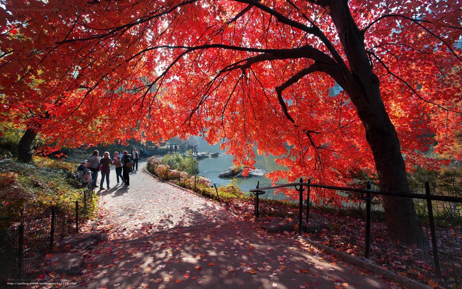 Autumn path with red leaves