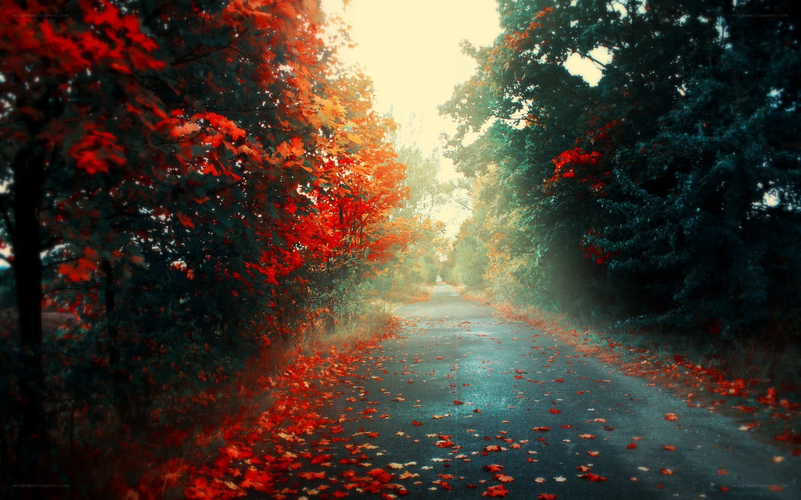 Autumn path with red leaves