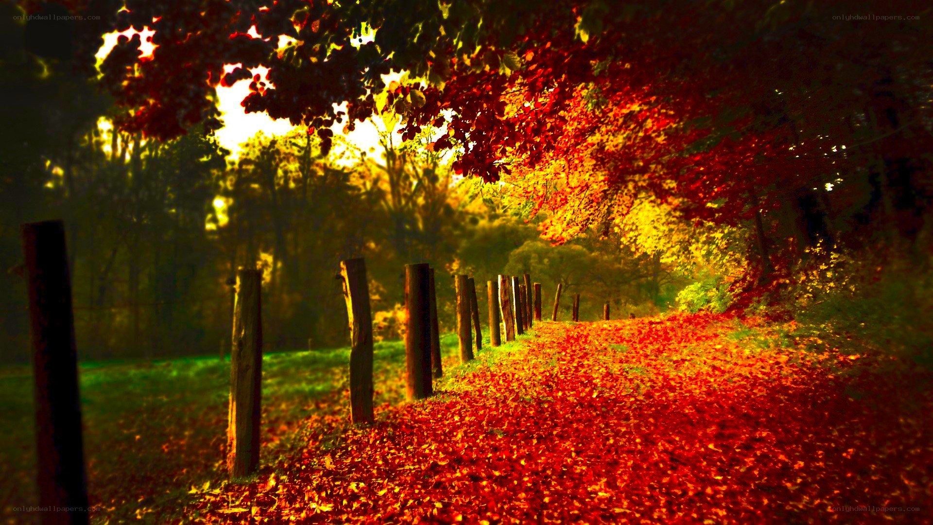 Autumn path with red leaves