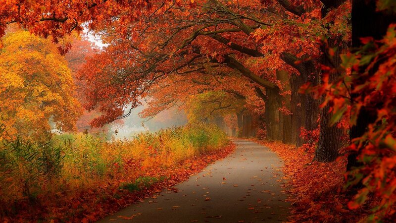 Autumn Path with Red Leaves — Serene, Photograph