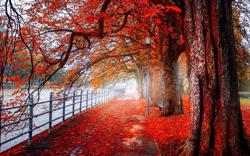 Autumn Path with Red Leaves — Serene, Photograph, Trees, River