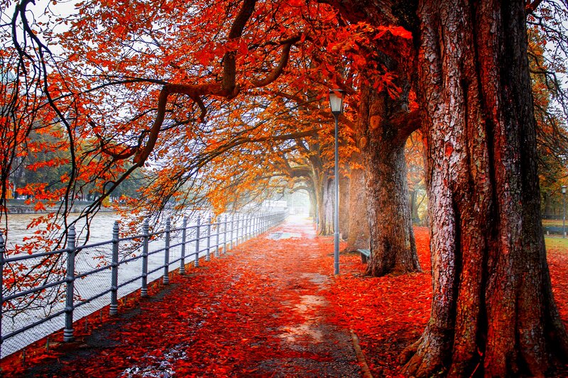 Autumn Path with Red Leaves — Serene, Photograph, Trees