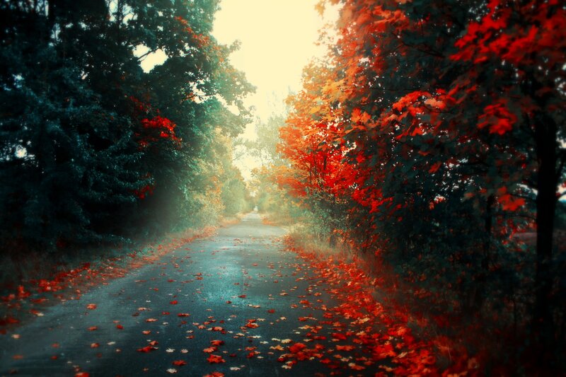 Autumn path with red leaves