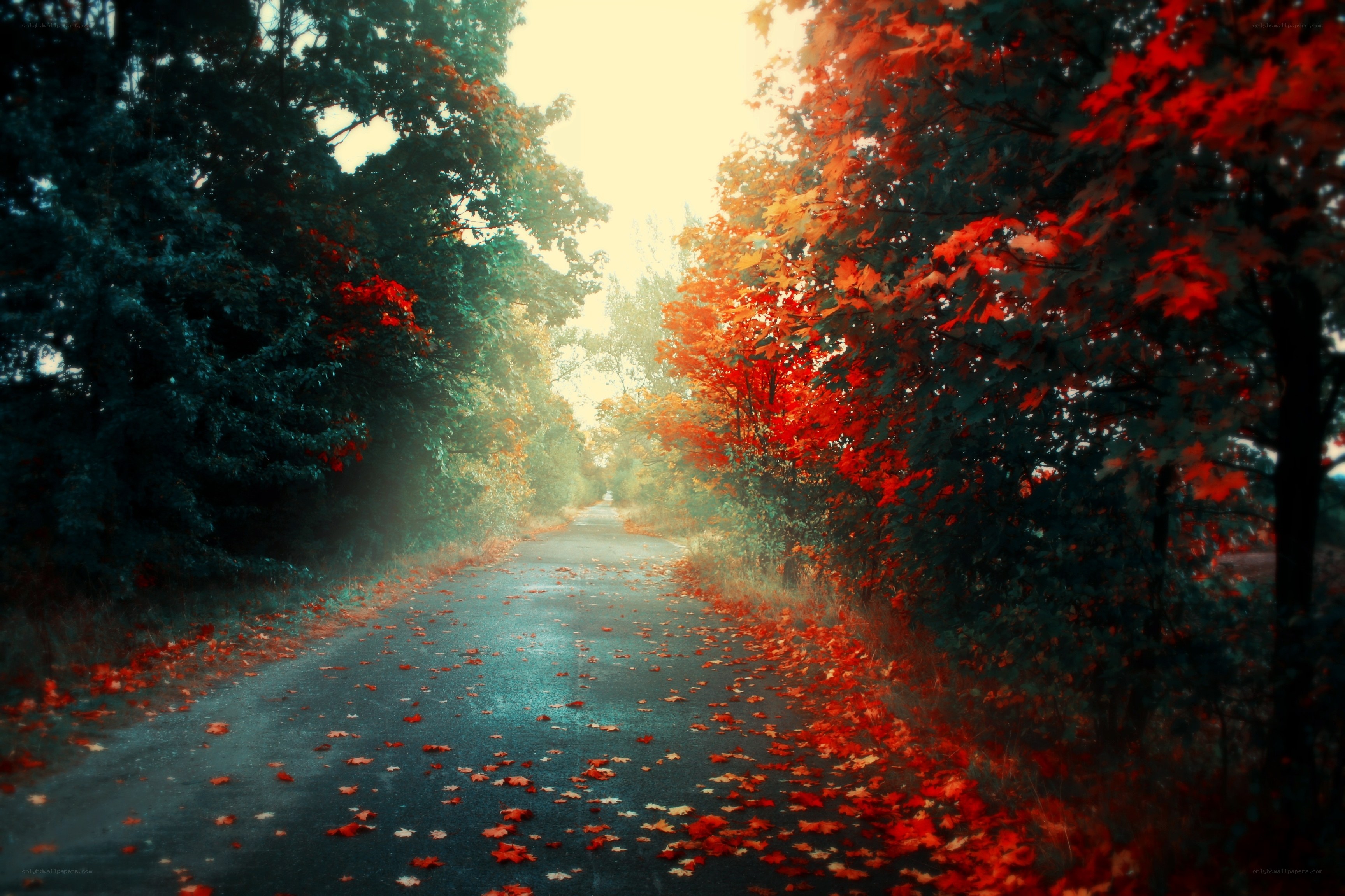 Autumn path with red leaves