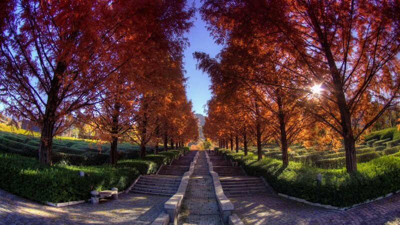 Autumn path with red trees
