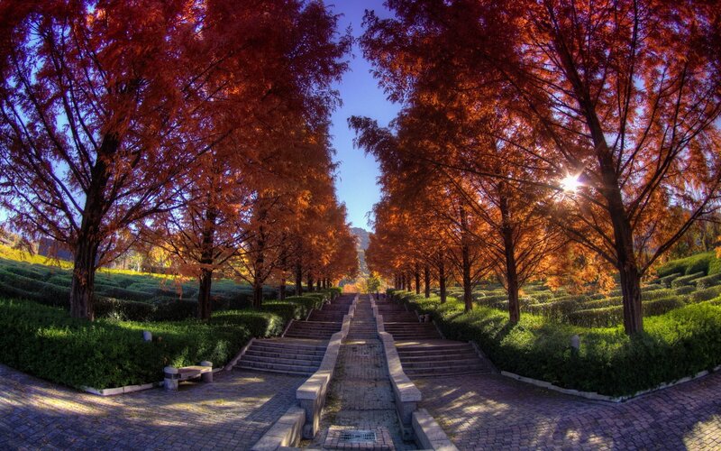 Autumn path with red trees