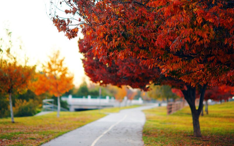 Autumn path with red trees