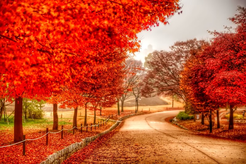 Autumn Path with Red Trees — Serene
