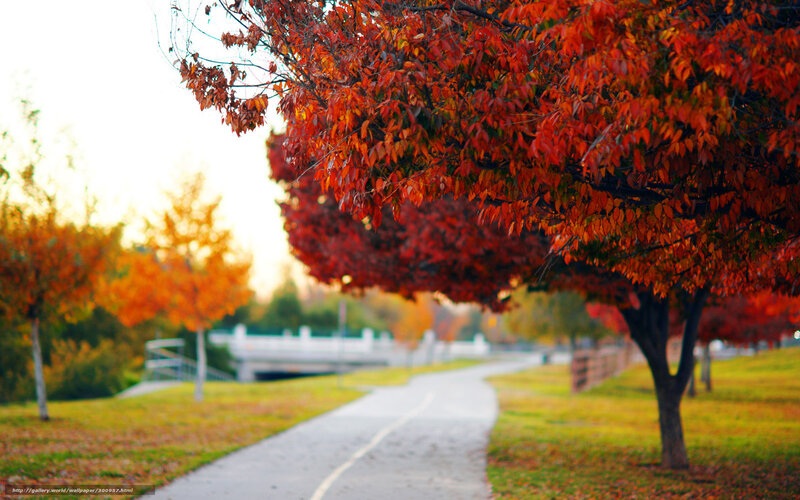 Autumn path with red trees