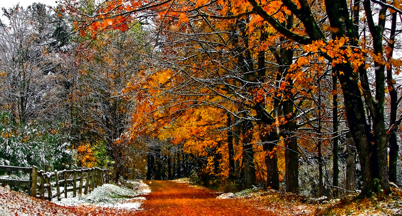 Autumn Path with Snow — Orange