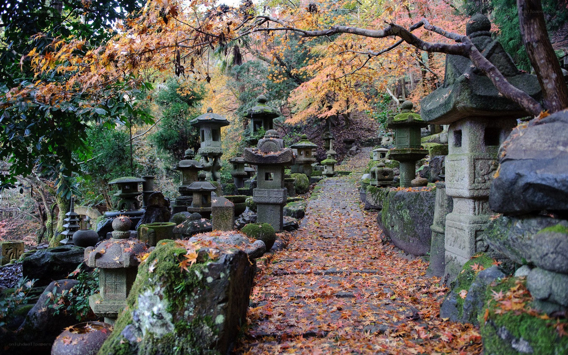 Autumn path with stone lanterns
