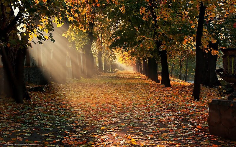 Autumn path with sunbeams