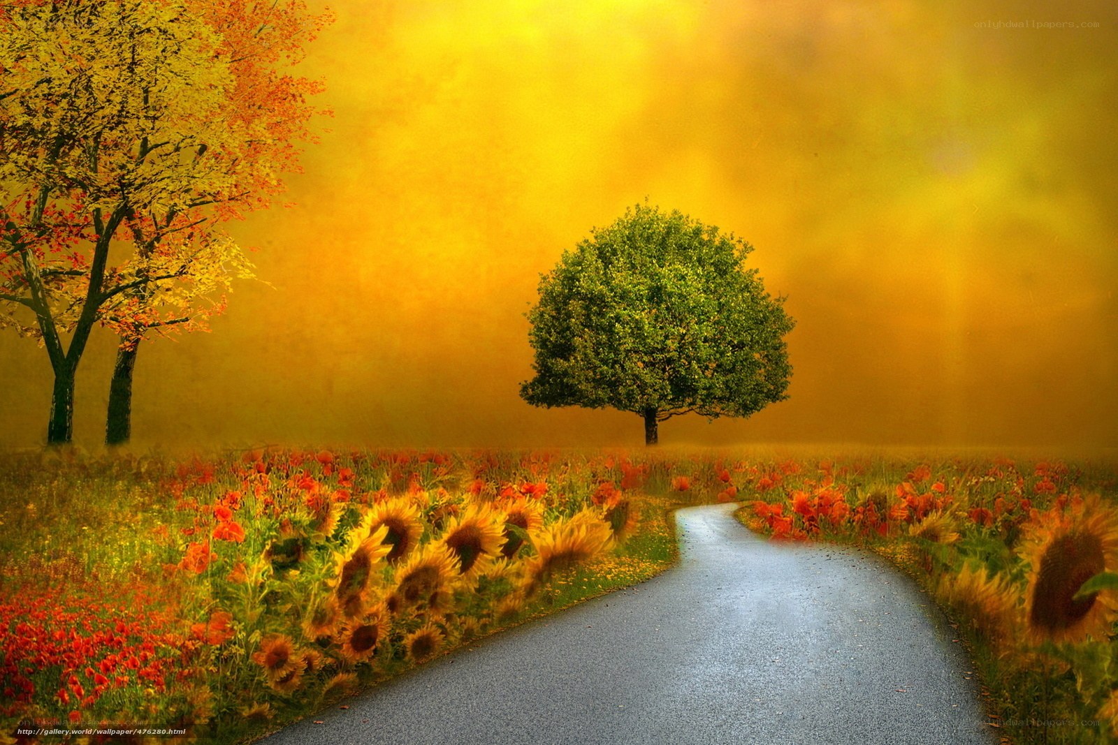 Autumn path with sunflowers