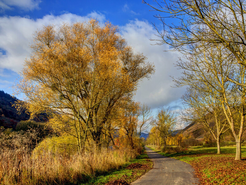 Autumn Path with Trees — Blue