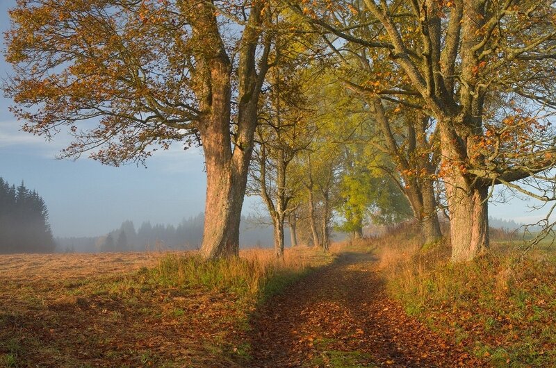 Autumn Path with Trees — Brown, Serene, Photograph