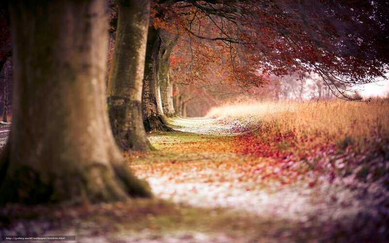 Autumn Path with Trees — Brown
