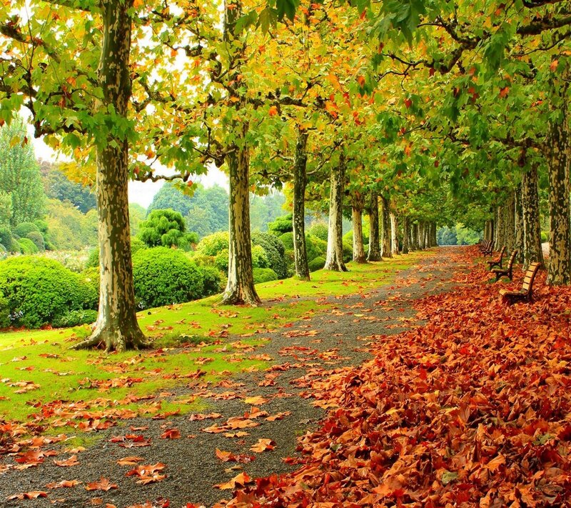 Autumn Path with Trees — Green, Serene, Photograph