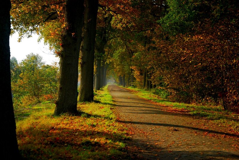 Autumn Path with Trees — Green, Serene
